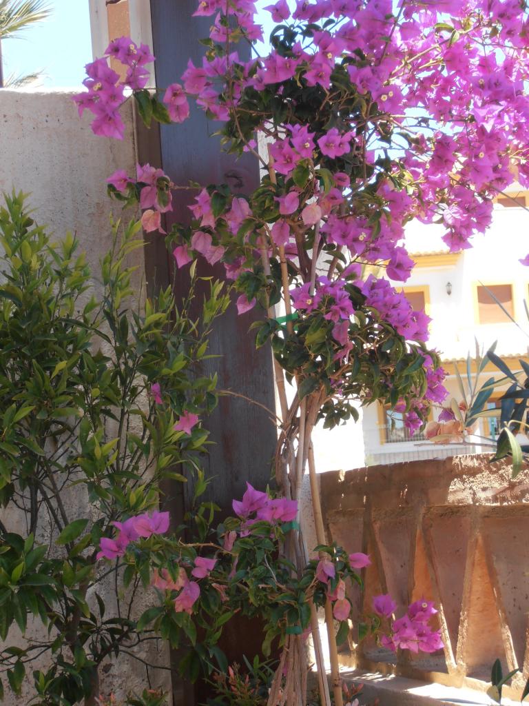 Bougainvillée sur la terrasse